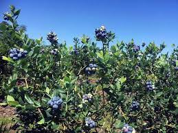 Maybe you would like to learn more about one of these? Little Berry Blue