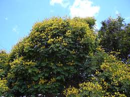 Image result for Limeum pterocarpum