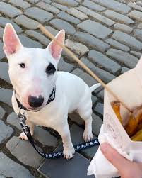 Image result for bulteriér