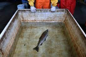 How Scientists Tracked Down A Mass Killer Of Salmon The New York Times