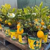 Lots A Lemons - Garden Express