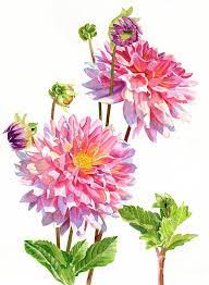 Bright Pink Dahlias With Buds Is A Painting By Sharon Freeman Which Was Uploaded On August 11th 2017 Th Floral Watercolor Flower Painting Watercolor Flowers