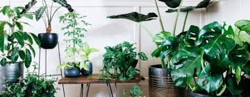 Same day delivery · 5% off w/ redcard · order pickup Indoor Potted Plant Design Ideas Archives Gardenideaz Com
