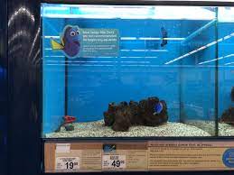 Little hearts of those animals we take care of are able to warm us and hide from sad thoughts no matter how big our pets are. Fish Pet Shop Near Me Pet S Gallery