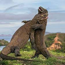 Daging biawak dalam islam yang di haramkan untuk di konsumsi, sudah selayaknya tidak dimakan karena merupakan hewan buas dan bertaring. Facebook