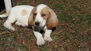 The basset hound puppies that we sell have received the very best care possible while they are here,but once they leave in some cases earlier or even later. Purebred Basset Hound Puppies For Sale In Richmond Virginia Classified Americanlisted Com