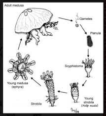 Siklus hidup aurelia aurita secara berurutan. Bagan Daur Hidup Aurelia Brainly Co Id