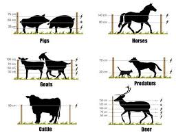 Pig Fencing Electric Google Search Fechten Ziegenzaun Hinterhofhaltung