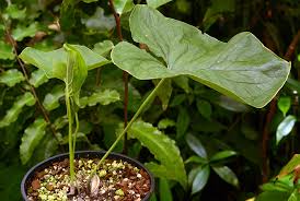 Image result for Stylochaeton puberulus