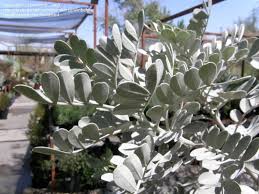 It produces purple flowers that have a grape jelly scent which permeates the garden. Plantfiles Pictures Sophora Texas Mountain Laurel Silver Peso Sophora Secundiflora By Palmbob