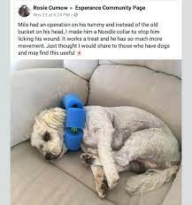 Pin By Nicole Navis On Nifty Tips Tricks Pets Dogs Dog Care