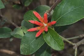 Image result for Pomaria burchellii