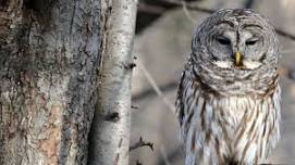 Voices of the Night: Owl Walk & Talk