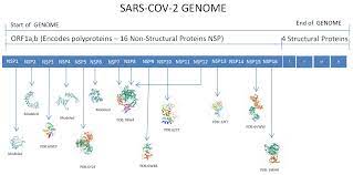 Viruses | Free Full-Text | Molecular Dynamics Simulations to Decipher the  Role of Phosphorylation of SARS-CoV-2 Nonstructural Proteins (nsps) in  Viral Replication