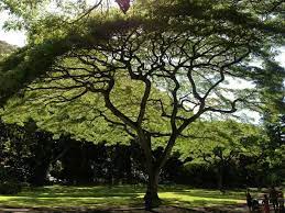Monkey Pod Trees Everywhere Wow Maui Honeymoon Tree Big Island