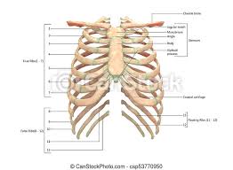 The human rib cage is made up of 12 paired rib bones. 3d Illustration Of Human Skeleton System Rib Cage With Labels Anatomy Anterior View Canstock