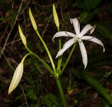 Image result for Crinum stuhlmannii