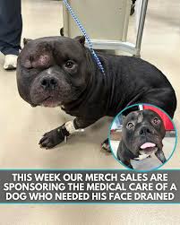 This is Orbit. He was found as a stray with a very round head. His face was  swollen due to an infected abscess from an old puncture wound. Thanks to  your recent