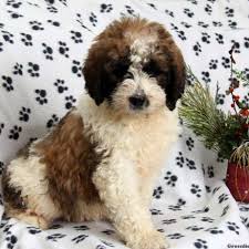 Saint Berdoodle Puppies For Sale Greenfield Puppies St Berdoodle Bernadoodle Puppy Poodle Mix Dogs