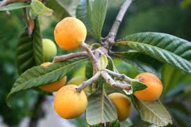 The loquat (eriobotrya japonica) is an evergreen tree known for its small, yellow orange fruits, which are edible. Loquat Trees The Santa Barbara Independent
