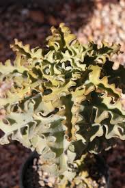 Kalanchoe Beharensis Oak Leaf Weird Plants Succulent Species Succulent Landscaping