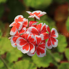 Image result for Pelargonium