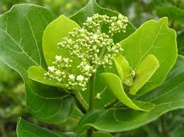 Image result for Premna velutina
