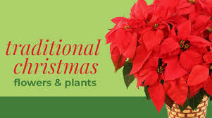 We did not find results for: Traditional Christmas Flowers And Plants
