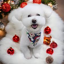 Furry Friends Dog Grooming