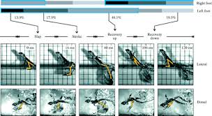 Long and skinny two plumes run down it's back (bones that stick out it's back that have skin between them) long thin toes light green color (good camo in rainforest) slideshow 2612670 by yuma. Green Basilisk Lizards Eat Insects Rodents And Runs On Water Nature S Crusaders