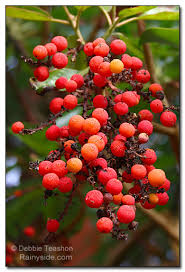 In madrid, the fruit is distilled into madroño, a sweet, fruity liqueur. Arbutus Menziesii Pacific Madrona