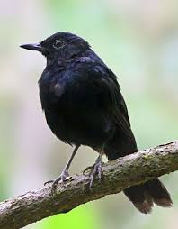 Black Bird With White Tail Philippines Black Shama Copsychus Cebuensis Endemic To The Island Of Cebu In The Philippines Inhabits Forest And Dense Thickets Bamboo Rare Birds Bird Species Birds