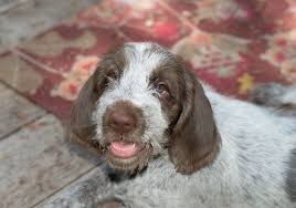 6 Things You Didn T Know About The Spinone Italiano American Kennel Club Dog Breeds Dogs Bluetick Coonhound
