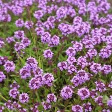 Genis Yaprakli Dag Kekigi Fidesi Thymus Pulegioides 5 90 Tl