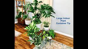 Are you still watering plants from the top with a watering can? Large Indoor Plant Container Arrangement Tip Youtube