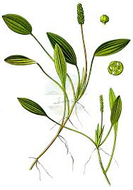 Image result for Potamogetonaceae