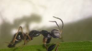 Image result for Gonatopus