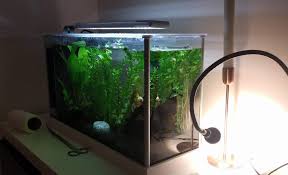The Fish Nitrogen Cycle - Fish Vet