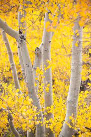 Pin By Amanda Dinkins On The World Aspen Trees Beautiful Tree Nature