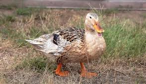 This is an fairly rare and unknown large duck breed. 23 Rare Duck Breeds Farmhouse Guide
