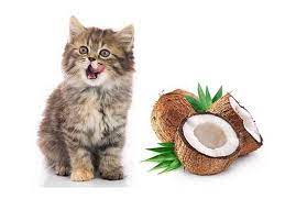 Can Cats Eat Coconut How About Coconut Oil