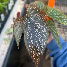 Image result for Begonia
