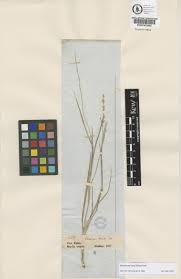 Image result for Steinchisma