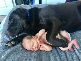 The puppy was not respecting their space. Cute Pictures Of Dogs Napping With Kids And Babies Popsugar Family