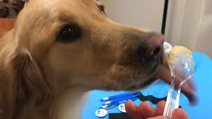Use the petsmart store locator to find a store near you. Yogi Dog Yogurt The Latest Tasty Snack For Your Furry Friends Abc30 Fresno