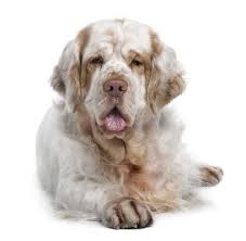 �dukis jeans� �venta de pantalones, tobilleros, short �para niña � niño � y dama � �más de 2 años. Clumber Spaniel In Der Ruhe Liegt Die Kraft Passion Hund