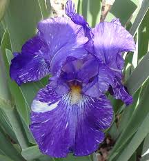 They grow best in soil amended with organic matter. How To Raise And Divide Irises Dengarden