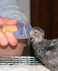 What Do Baby Pigeons Doves Eat Baby Pigeon Pigeon Feed Baby Bird Food