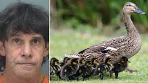 Driver 'deliberately sped up to kill ducklings playing in puddle with their  mother'