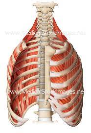 Cramps in ribcage are often observed in those who strain or overwork their upper body. Medical Illustration Of Muscular Cage With Intercostal Muscles To License Medical Stock Images Company